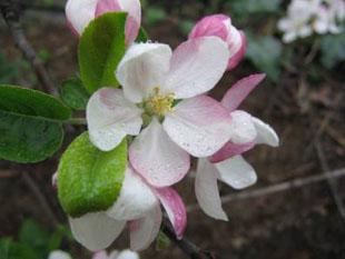  Image name: fiori melo4.jpg 
 width: 310 pixel 
 height: 233 pixel 
 Size: 12675 bytes 
 Click to enlarge 